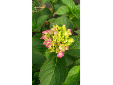 IMG 20170914 081808.jpg