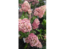 IMG 20170925 132038.jpg