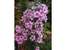 ����� ��������