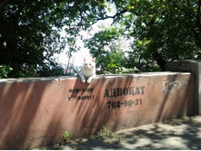 ��� - �������