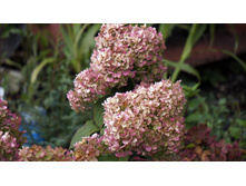 ������ �����