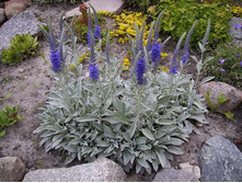 �������� �����