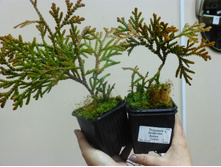 ������  Aurea