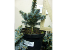 ��� Picea pungens Glauca Globosa_C1.5