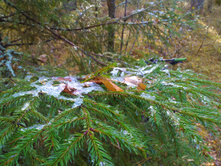 P 20171021 131446 DF.jpg