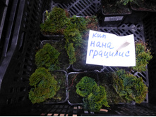 �����������  ���� ��������