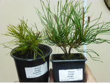 ����� ������ ���� ������� � ���� �����