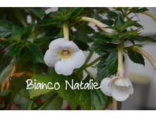 ACHIMENES (24).JPG
