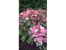 �������� (��������� ����������� ���� ���������?)