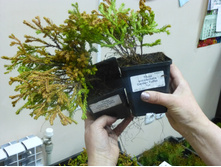 ���  Golden Tuffet