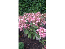 �������� (��������� ����������� ���� ���������?)