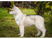 ������ ��������