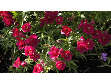 ������� ��� F1 ������� ����