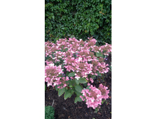 �������� (��������� ����������� ���� ���������?)