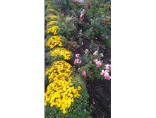 IMG 20170918 0826141.jpg