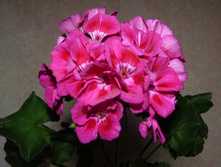 ���������� ������� �������