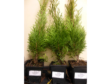 ��� �������