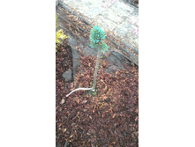 ��� ������� �����/Picea pungens Mseno