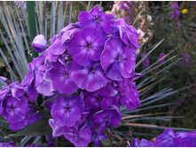 ������ � 2017.JPG