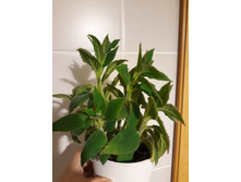 ������� - �������� �� �������