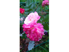 Country Girl (8).JPG