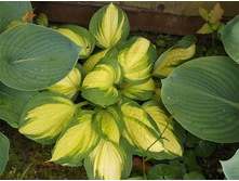 ����� ����� ���������