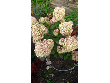 IMG 20170914 081824.jpg