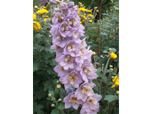 ���������� ���������������