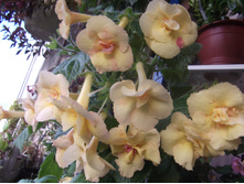 DSCF2136.JPG