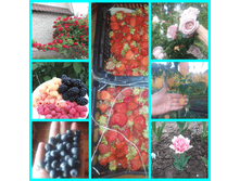 ���� ��.png