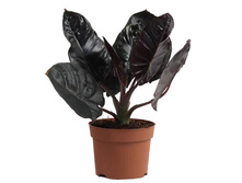 ��������  ���� ������ ( Black Magic)- 600 ���. �����  6 ���� !!!!