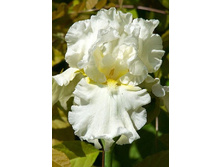 ���� ���������� �������� �������