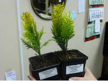 ����������� ������