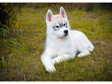 ����� ���� ���� ������