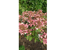 IMG 20170914 081758.jpg