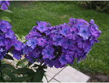 ��� ��������