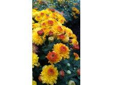 IMG 20170919 154507.jpg