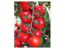 TOMAT �������� F1 12 �� ��� ��� �� 8,00 ���.. [���.��000005201]