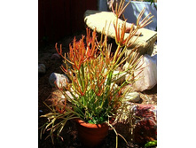 ������� ��������(���� ����).jpg