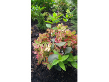 ��������� ����������� ������ ���� Rencolor