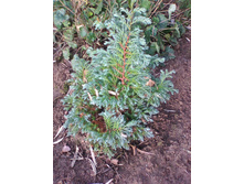 ��� ��������