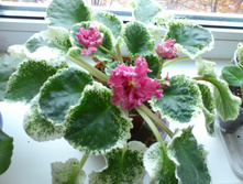 �� - �������� ���