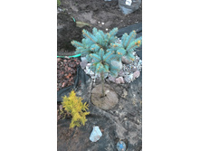 ��� ������� ������ �������/Picea pungens Glauca Globosa