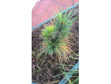 ����� Pinus x schwerinii Wiethorst