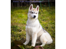 ������ ��������