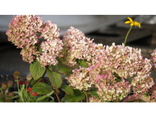 ������ �����