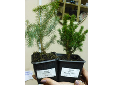 ��� �������� (Picea Omorika) � ��������� <<Alberta Globe>>