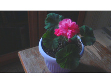 ���������� Odenjio Symfonia