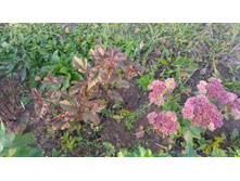 P 20171008 155329.jpg