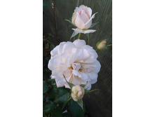 Chandos Beauty.2.jpg